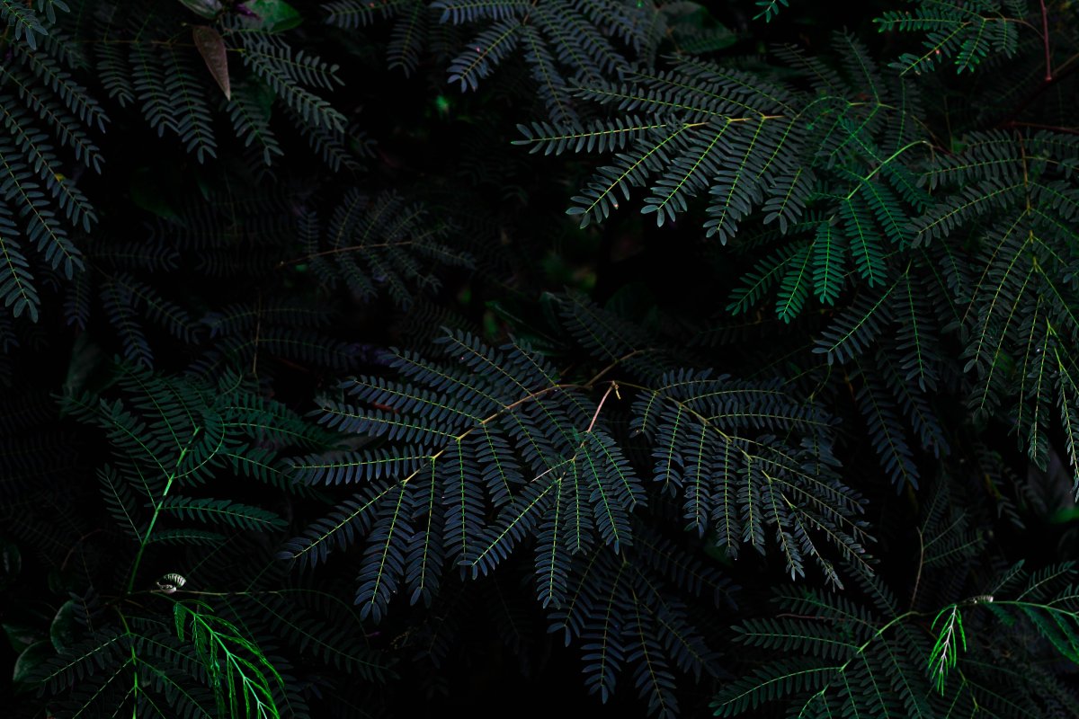 Dark Green папоротник