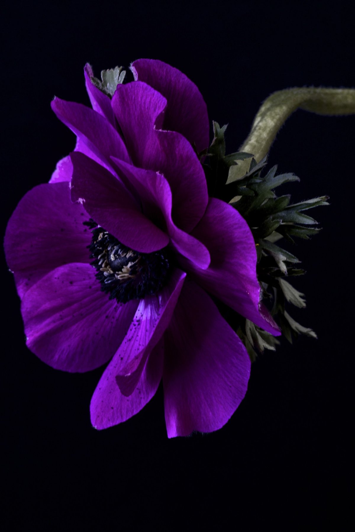 Анемон Purple