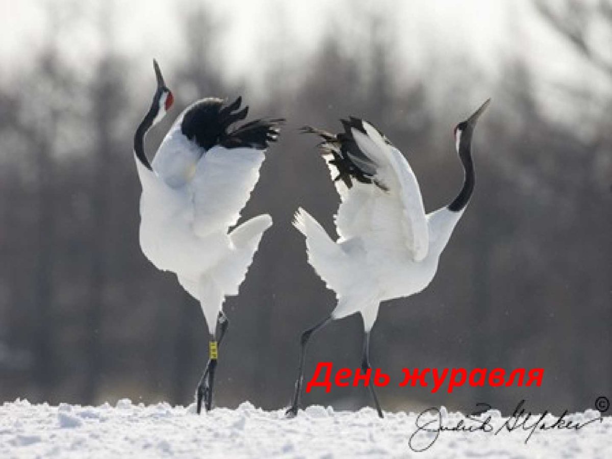 Птицы Якутии Стерх