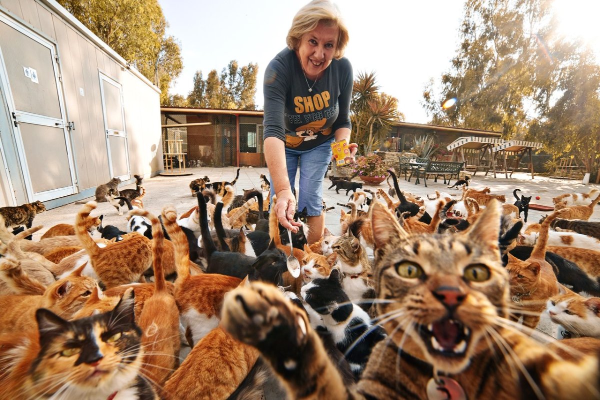 Женщина с кучей кошек