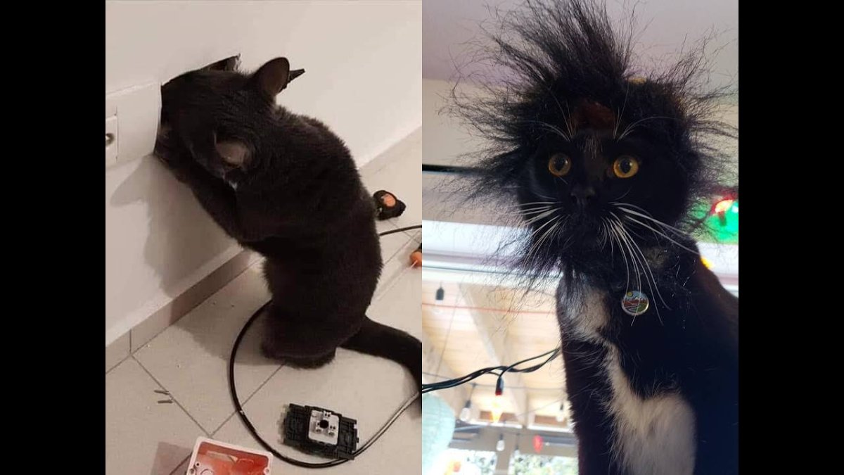 Кот которого ударило током