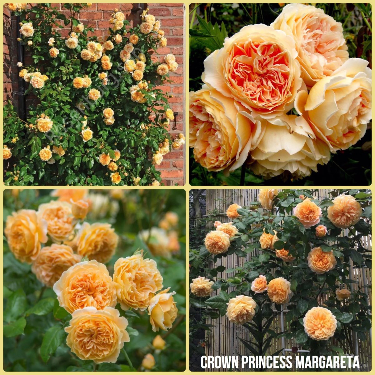 Роза Crown Princess Margareta