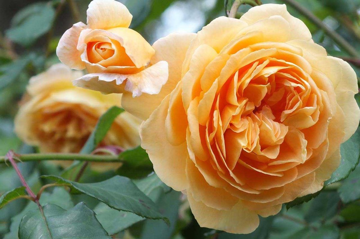 Роза Crown Princess Margareta