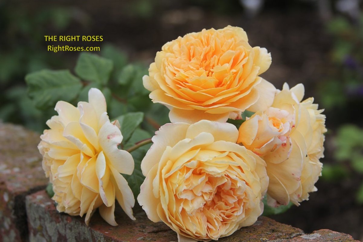 Orange Roses Crown