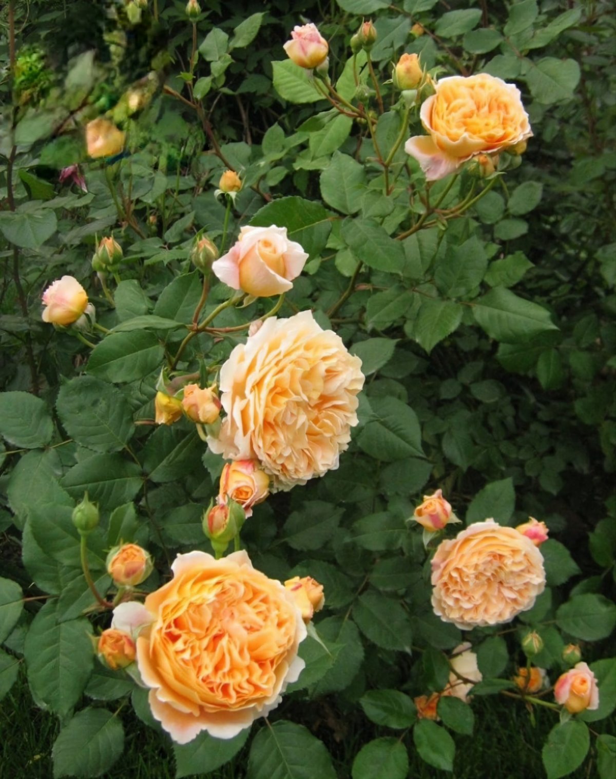 Роза Crown Princess Margareta