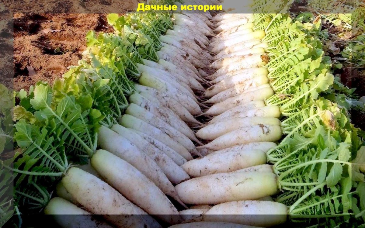 Дайкон польский длинный