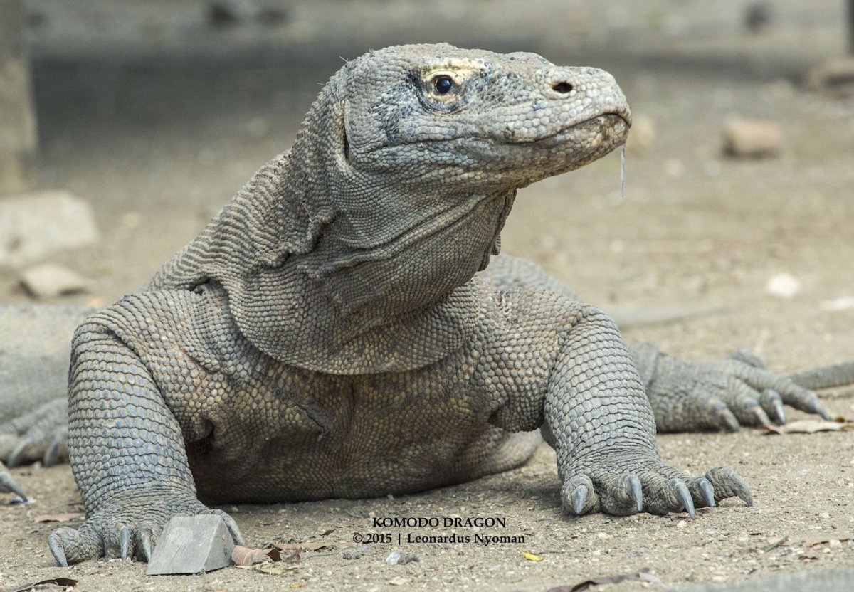 Big Lizard