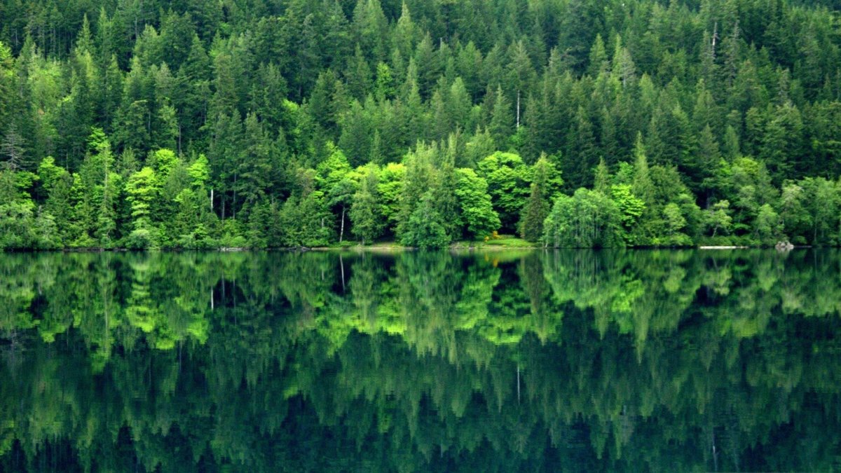 Зеленая природа