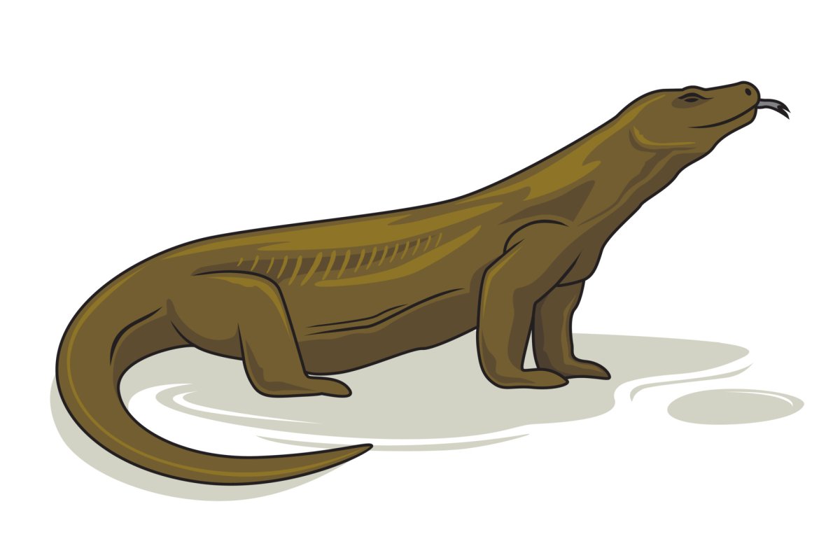 Komodo illustration