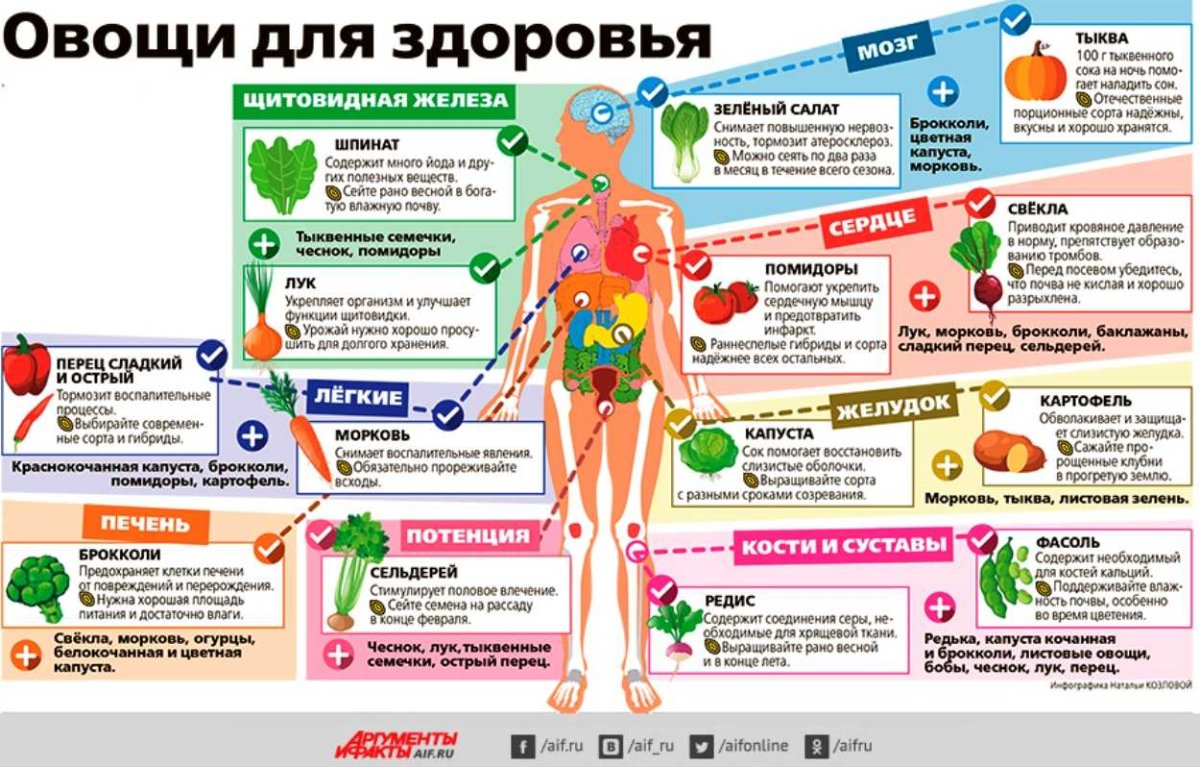 Правильное питание инфографика