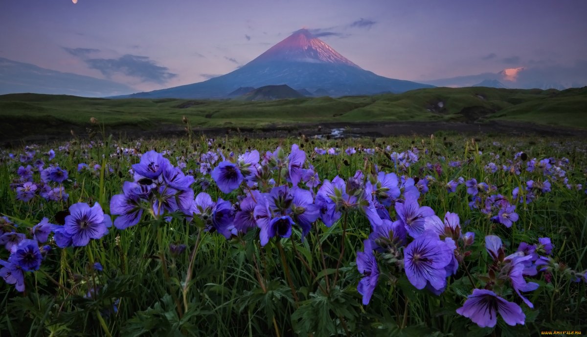 Альпийские Луга Камчатки