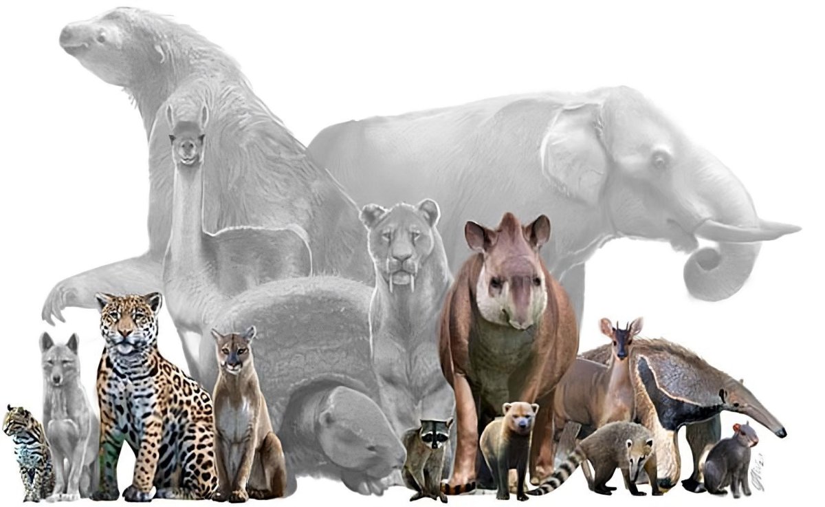 Animal diversity