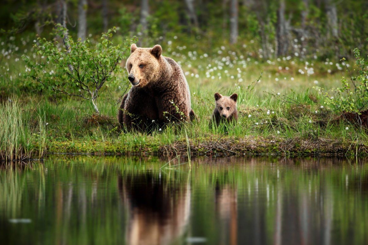 Природа с животными
