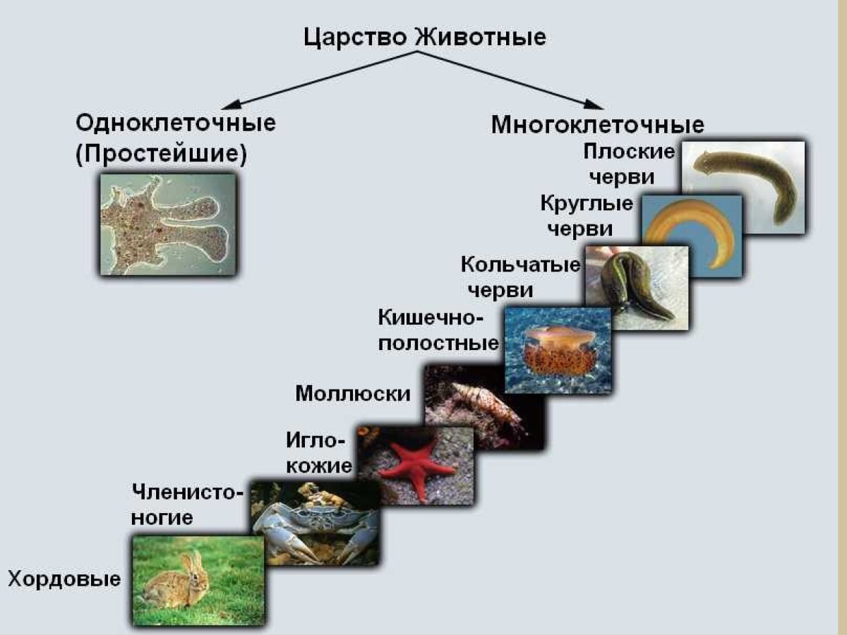 Царство животные делится на подцарства
