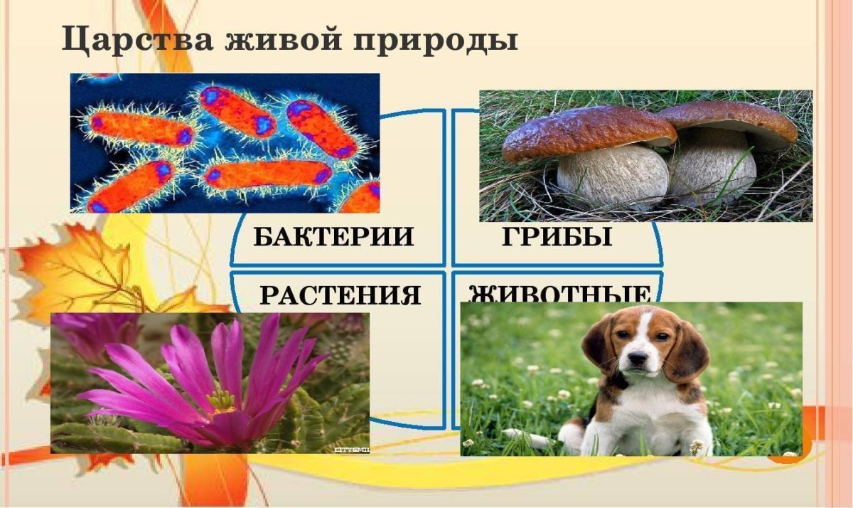 Царства живой природы