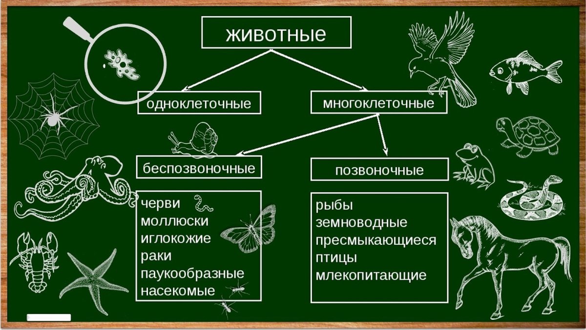 Царство животных. Одноклеточные и многоклеточные животные