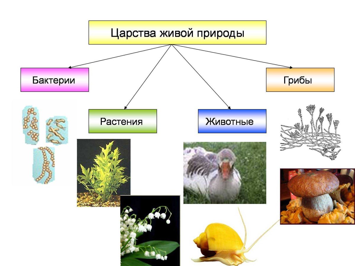 Биология 4 царства живой природы