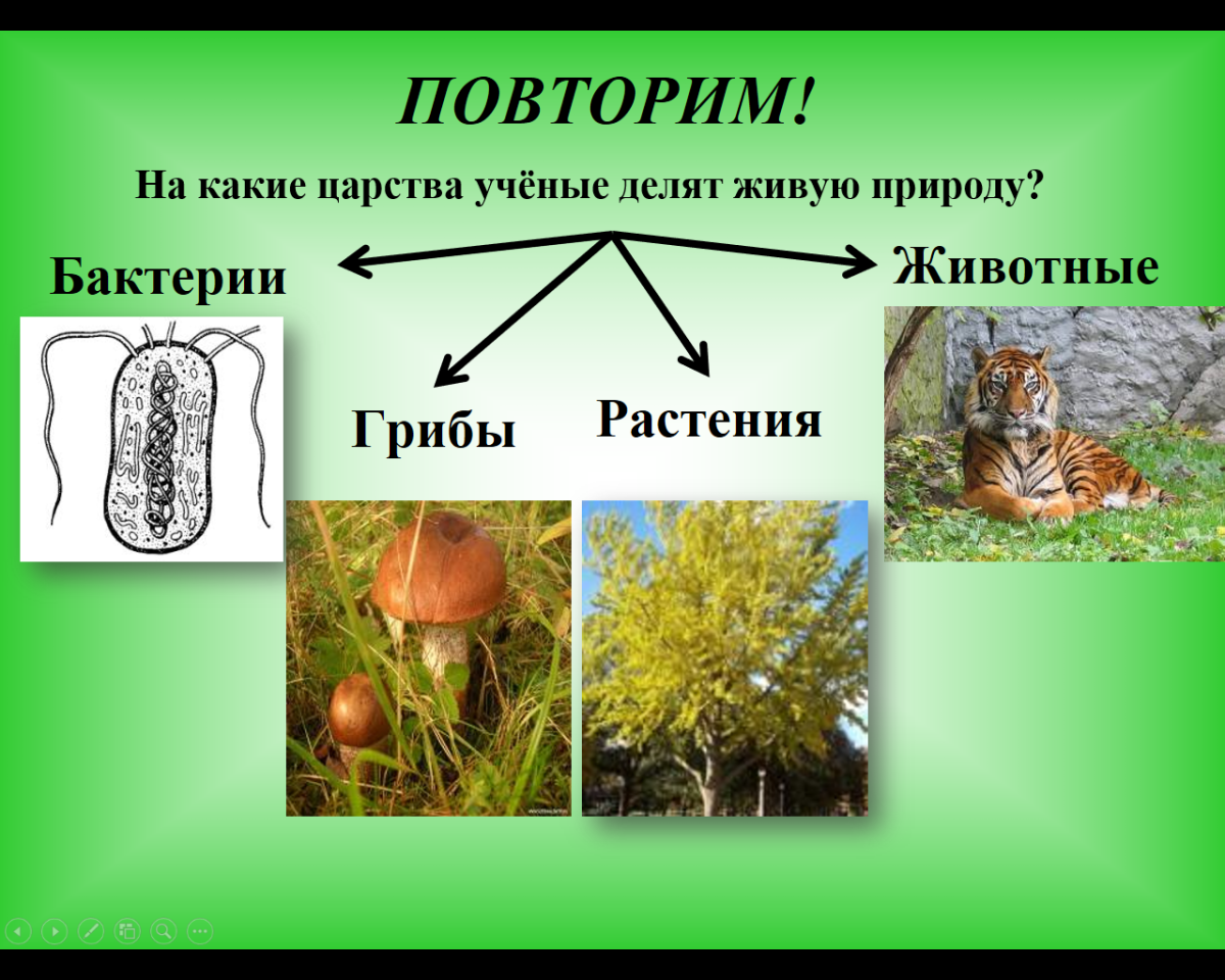 Живая природа делится на царства