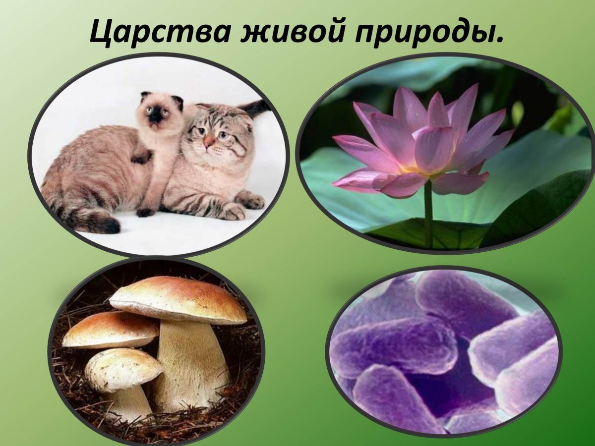 Биология 4 царства живой природы