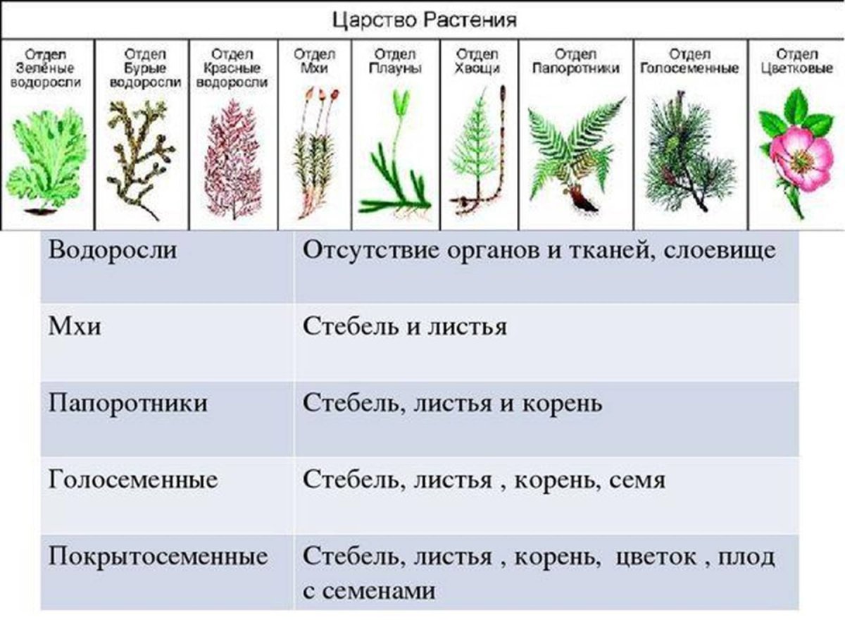 Отделы царства растений 7 класс биология