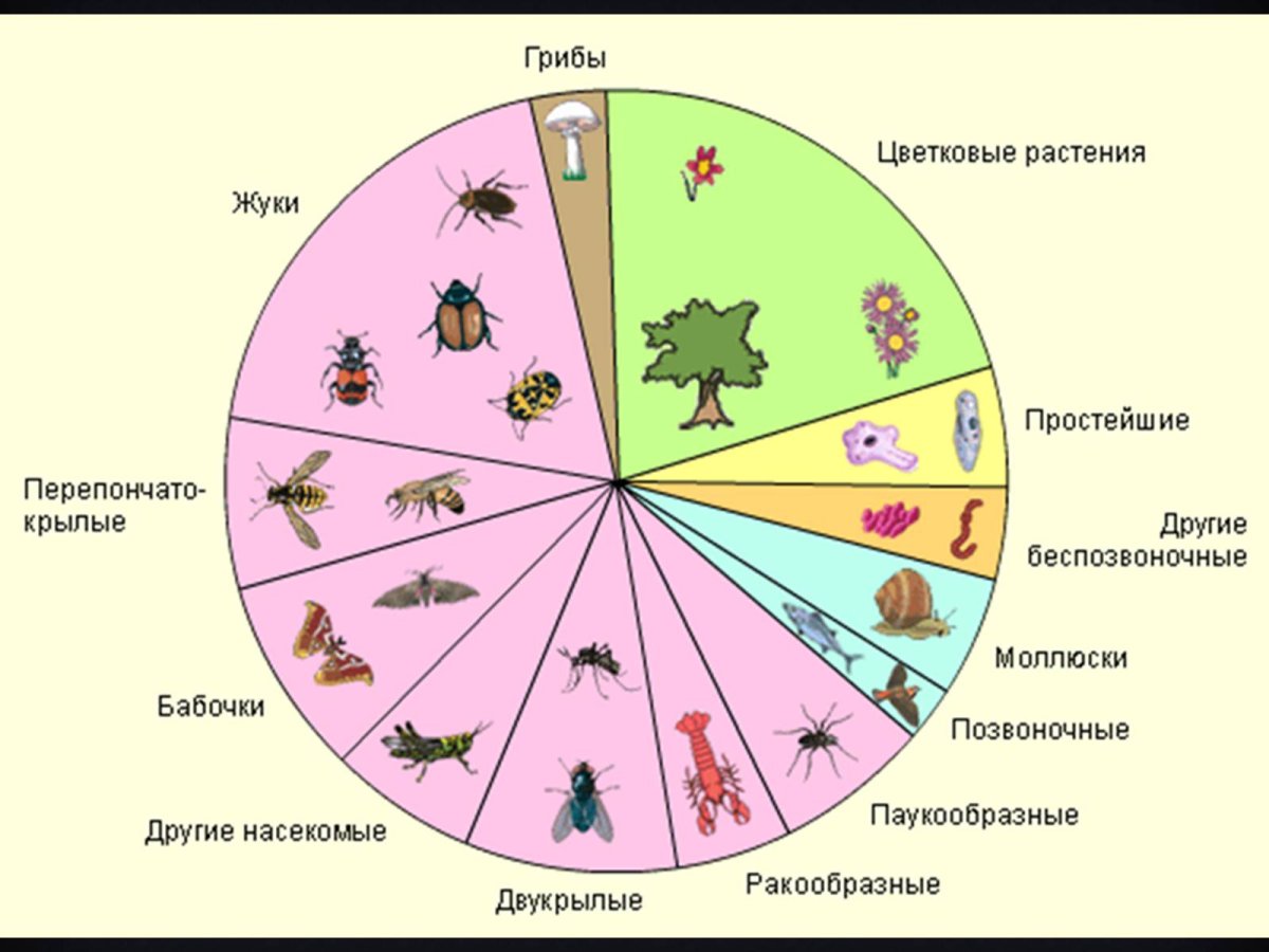 Насекомые диаграмма