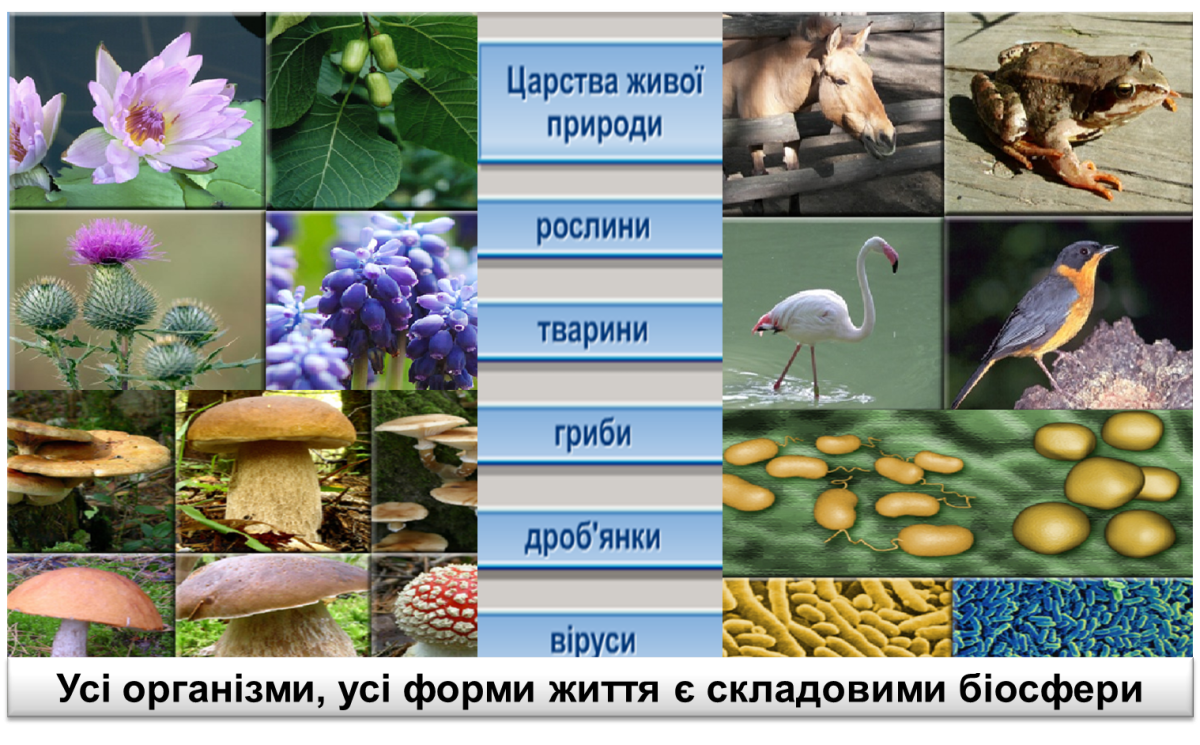 Царства живой природы ОГЭ