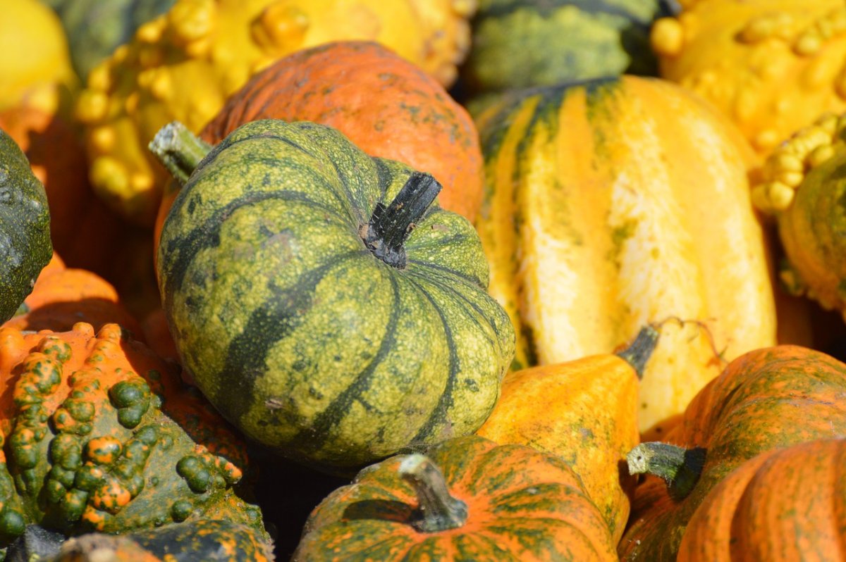 Тыква (Cucurbita Pepo)