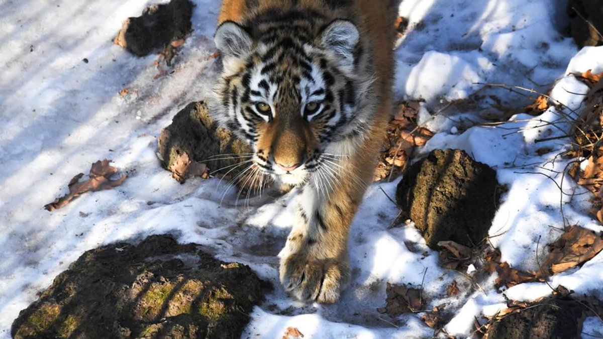 Животные Амурской области