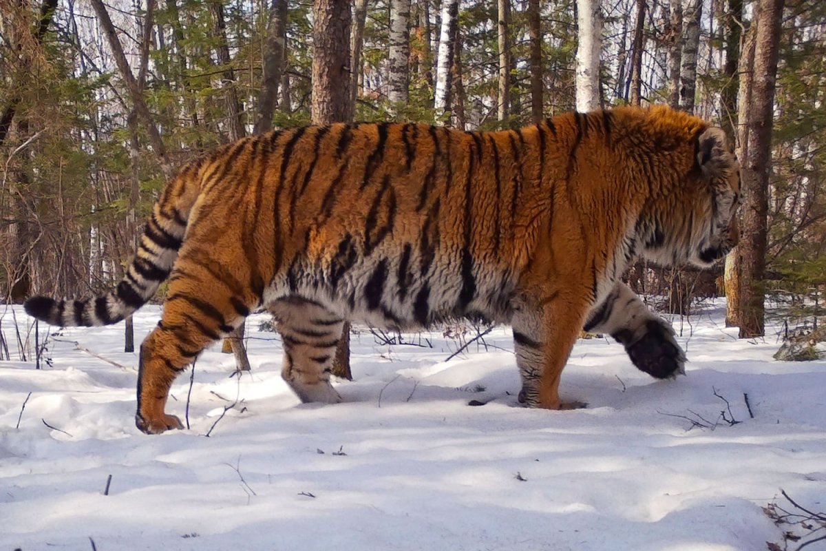 Приморский тигр