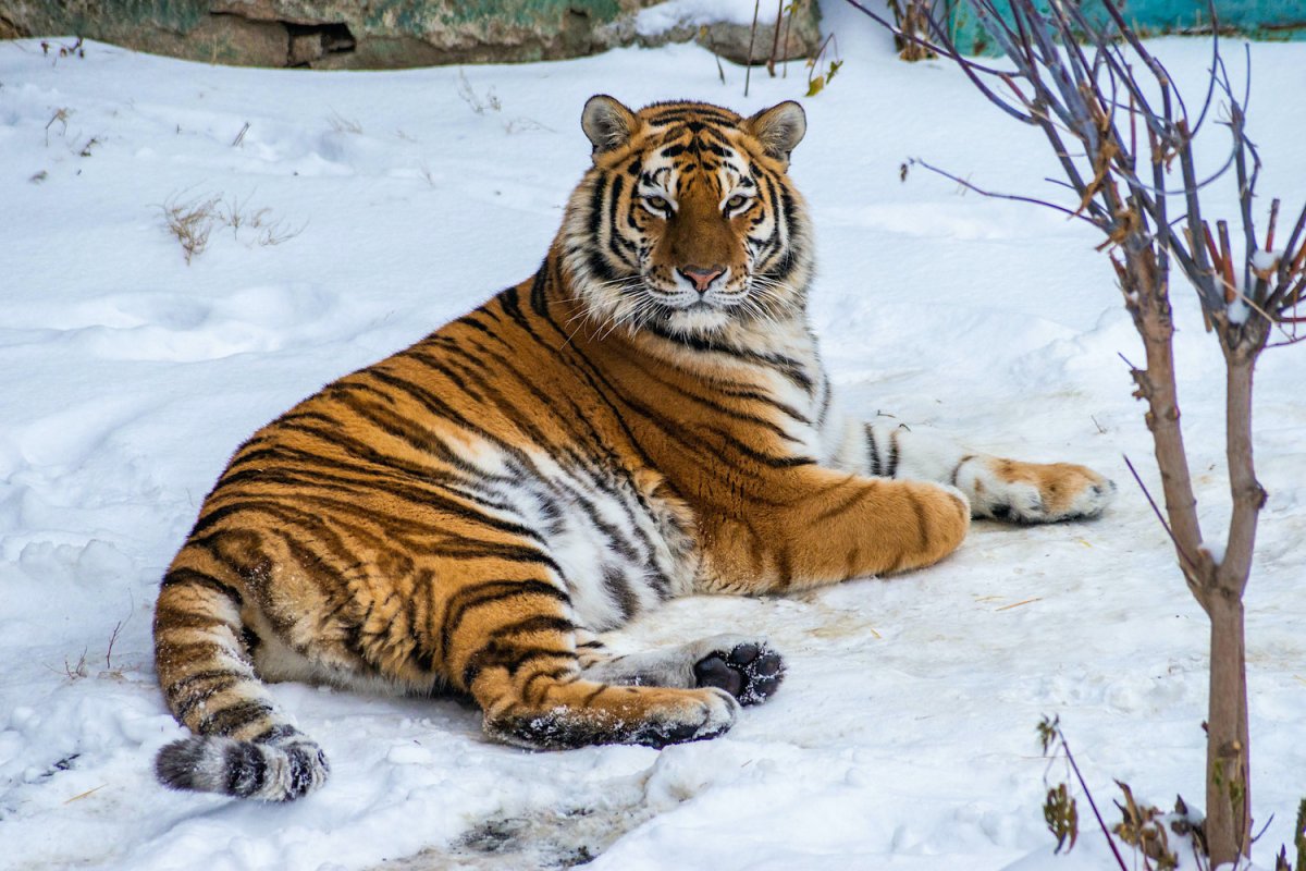Амурский тигр даун
