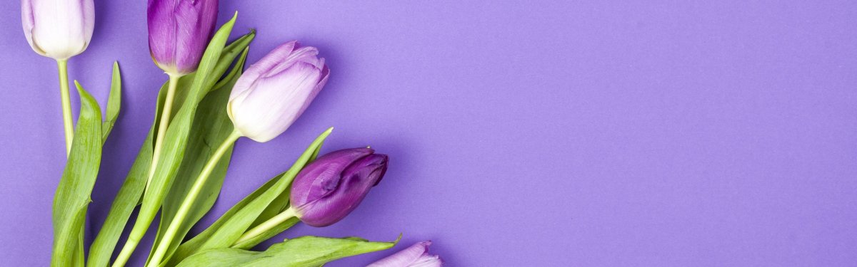 Фиолетовые тюльпаны на белом фоне