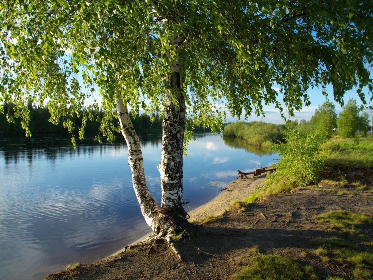 У реки Березка скромница