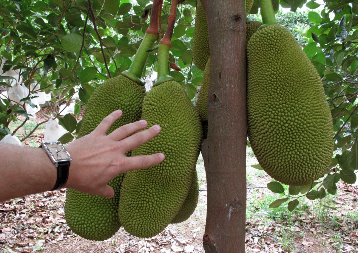 Хлебное дерево (Artocarpus altilis, Breadfruit, pana)