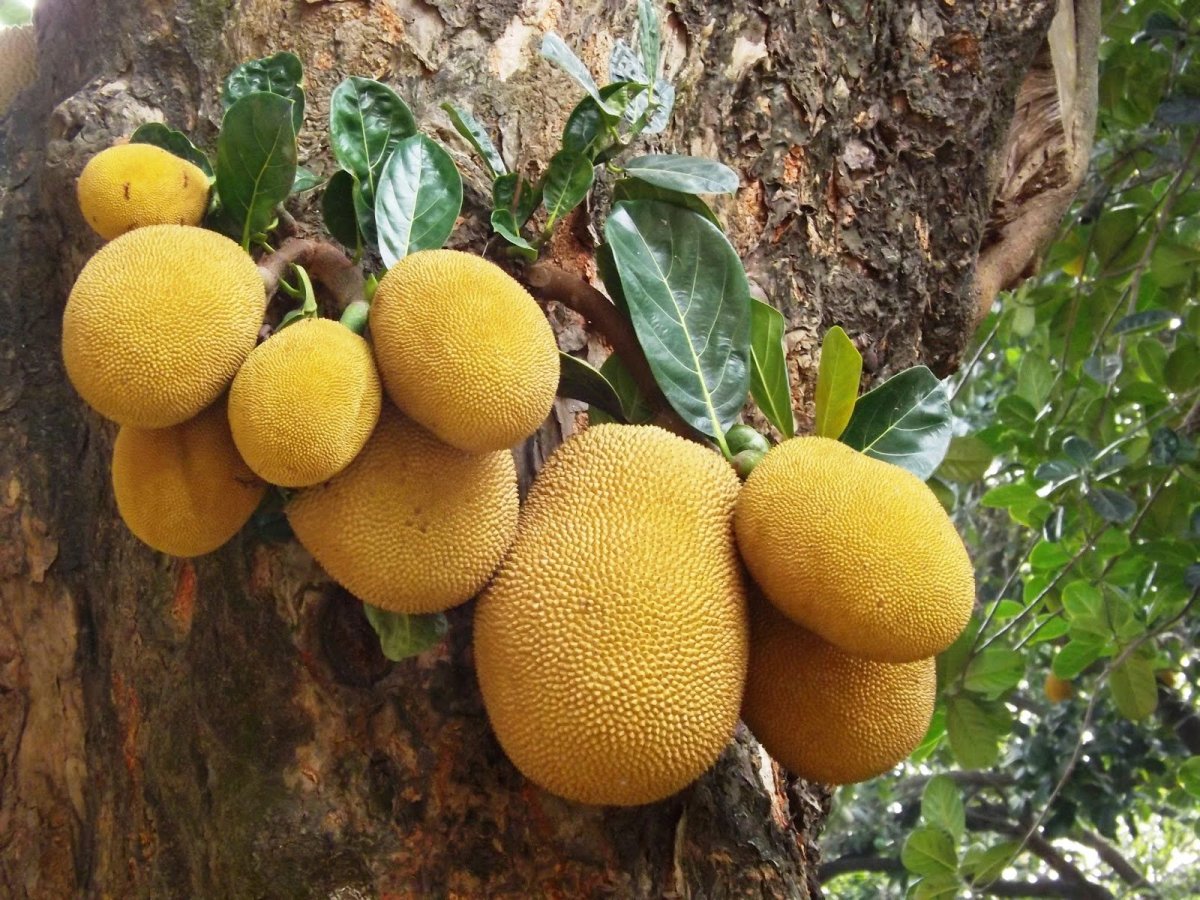 Artocarpus integrifolia