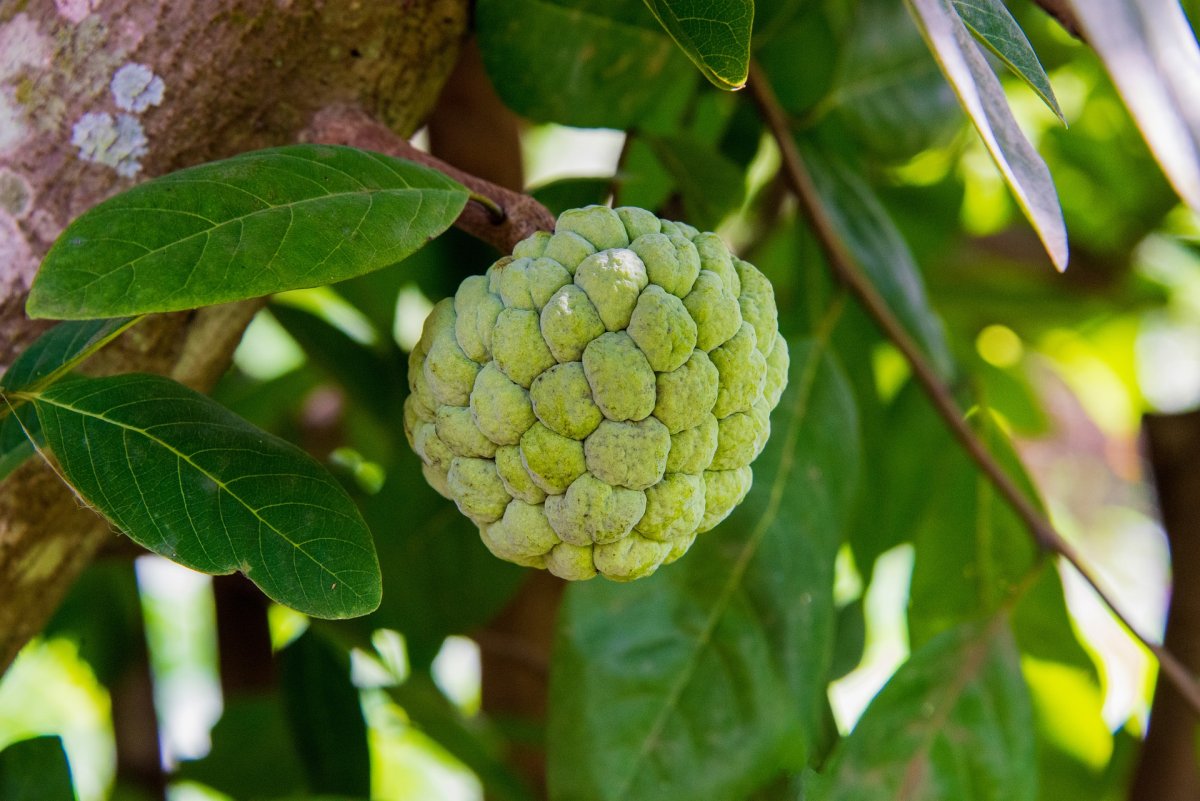 Custard Apple фрукт