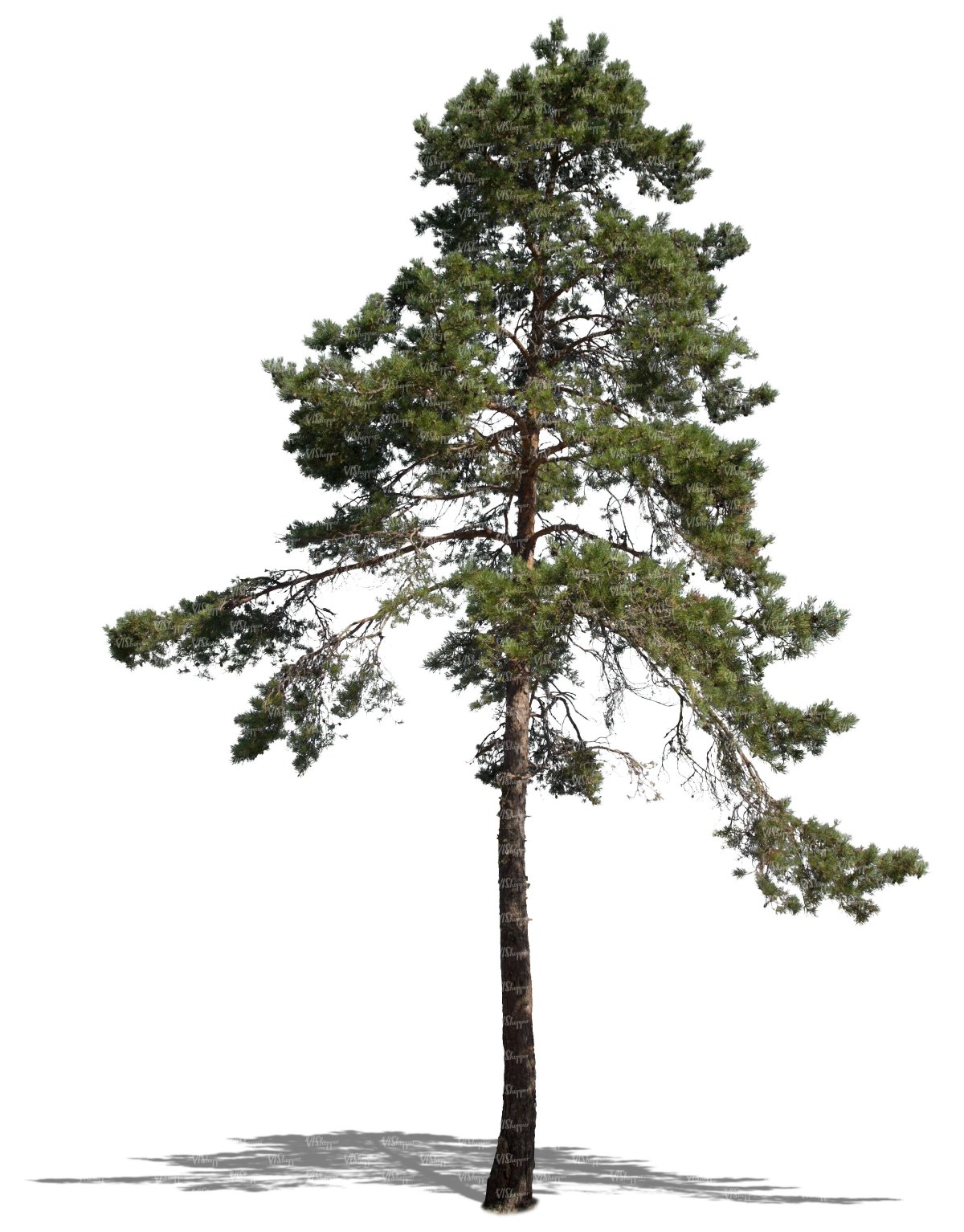 Сибирский кедр