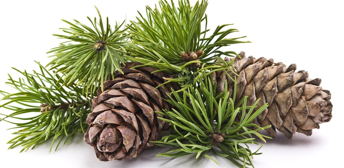 Cedrus l. – кедр шишка