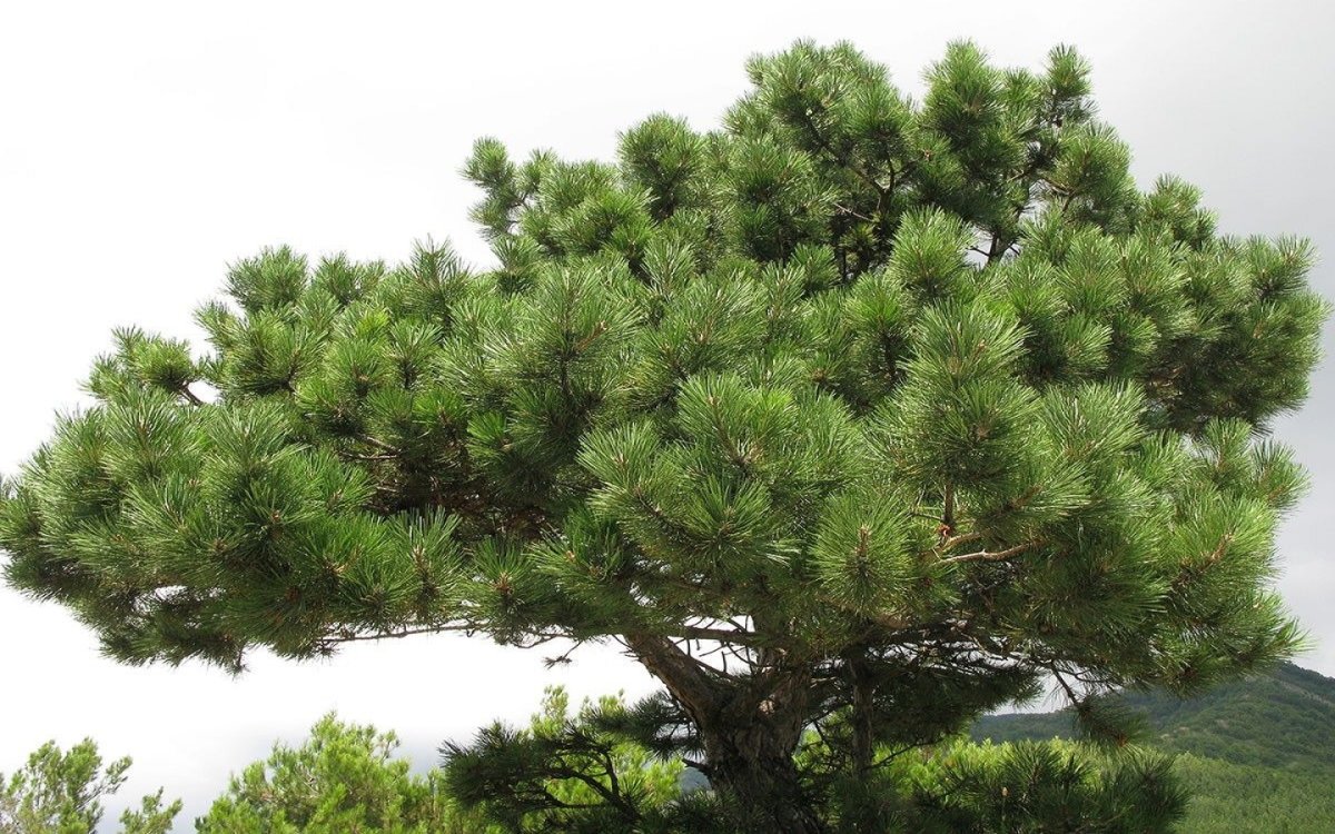Сосна Палласа Pinus pallasiana