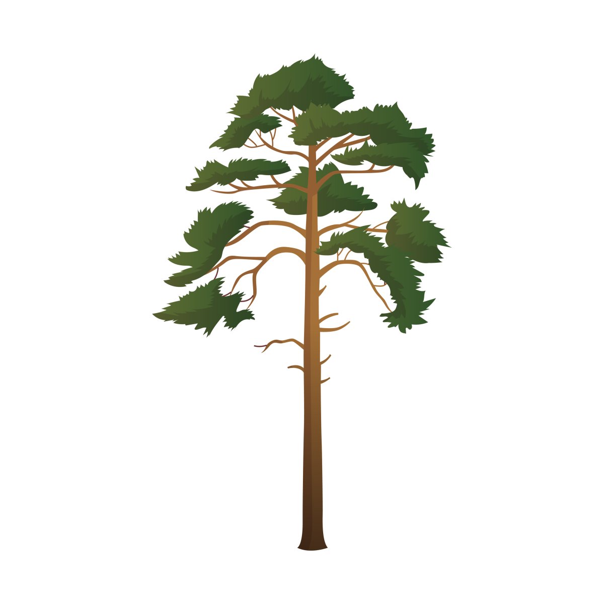 Vector Tall Spruce