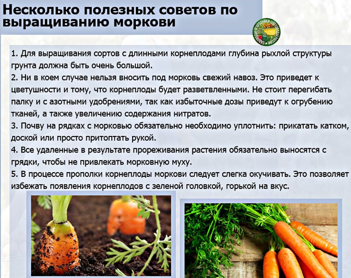 Схема подкормки моркови