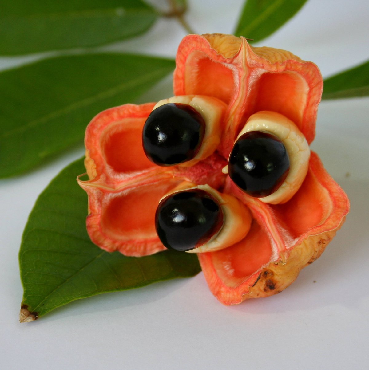 Фрукт Ackee Ямайка