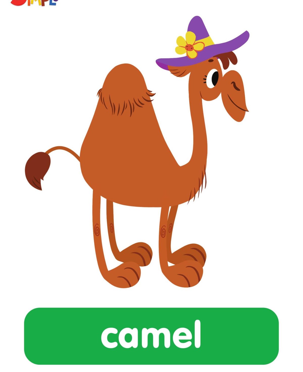 Camel Flashcard