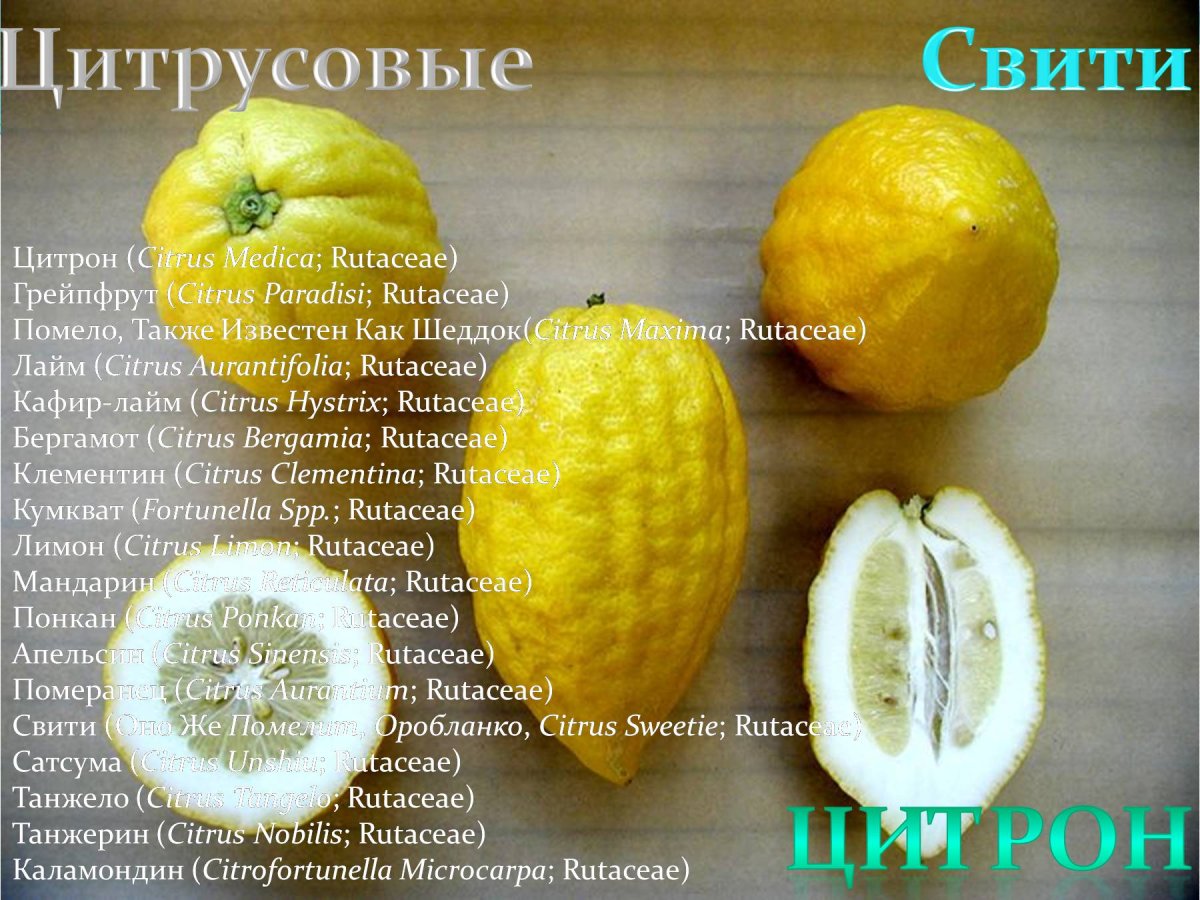 Лимон этрог
