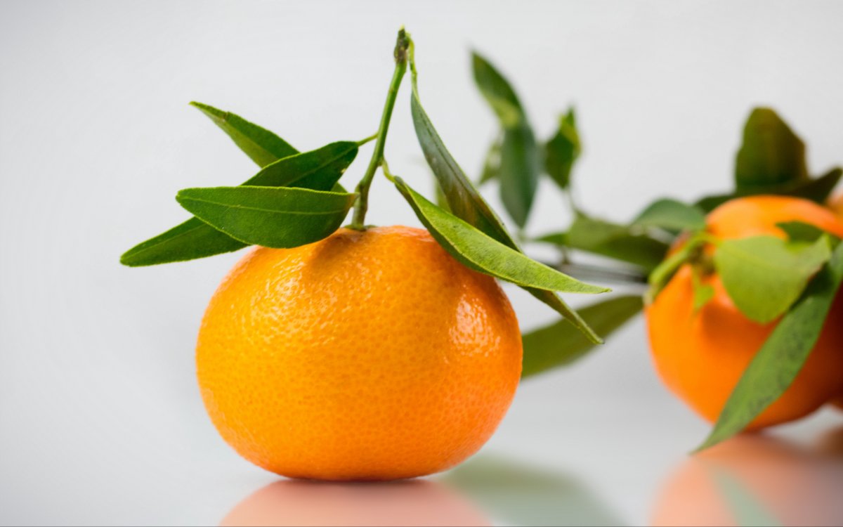 Цитрус мандарин Mandarine