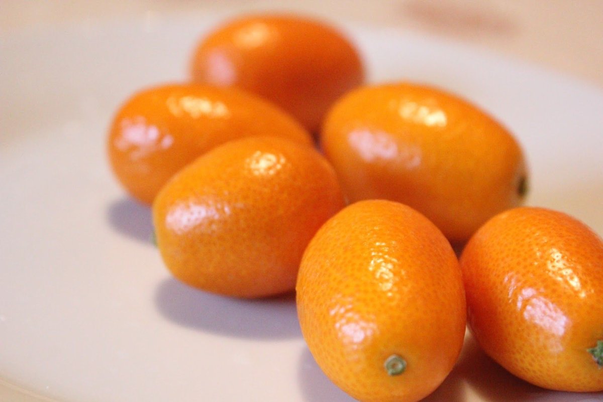 Кумкват - Kumquat d20 h60