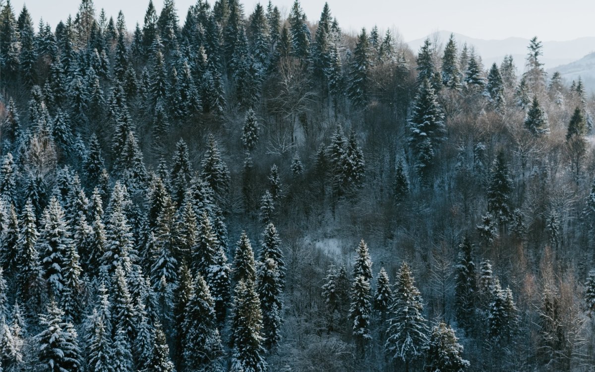 Лес сверху