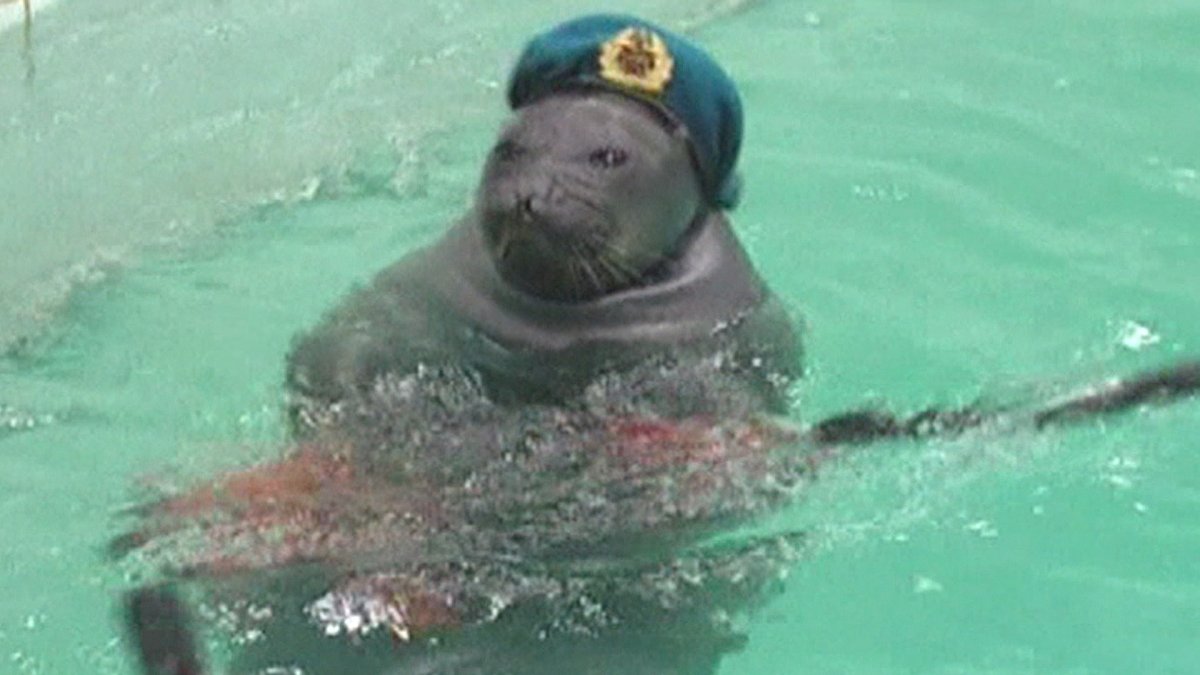 Тюлень в военной форме