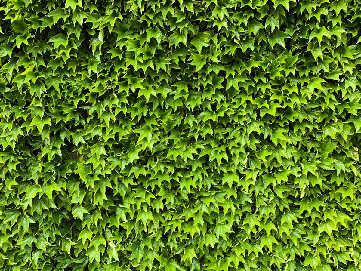Лист плюща "Ivy Hedera Green