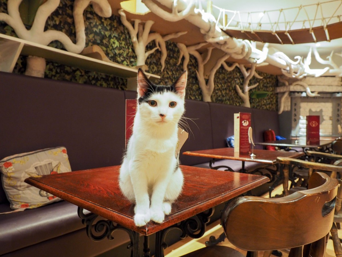 Lady Dinah s Cat Emporium, Лондон