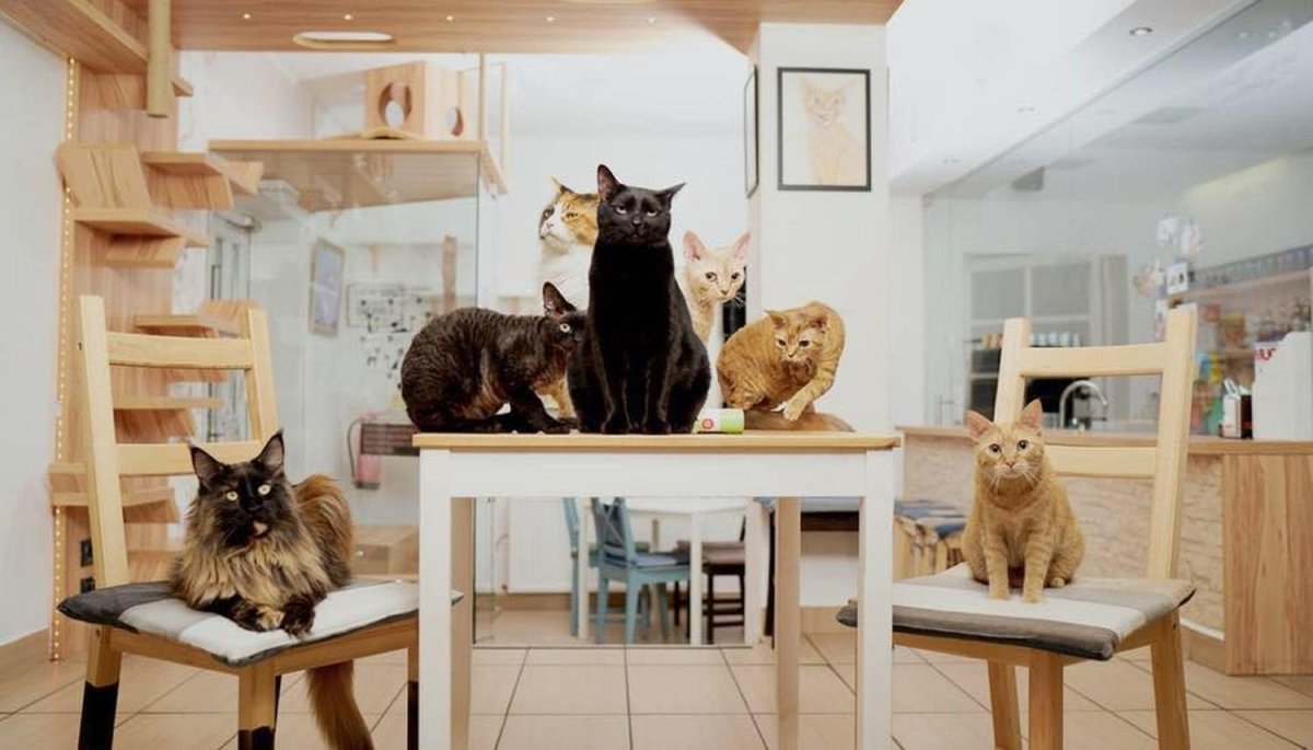 Кота кафе в СПБ